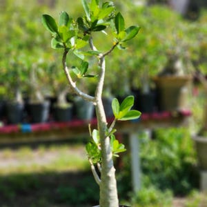 DESERT ROSE , (#84) Thai soco,, great form! , succulent , must have !