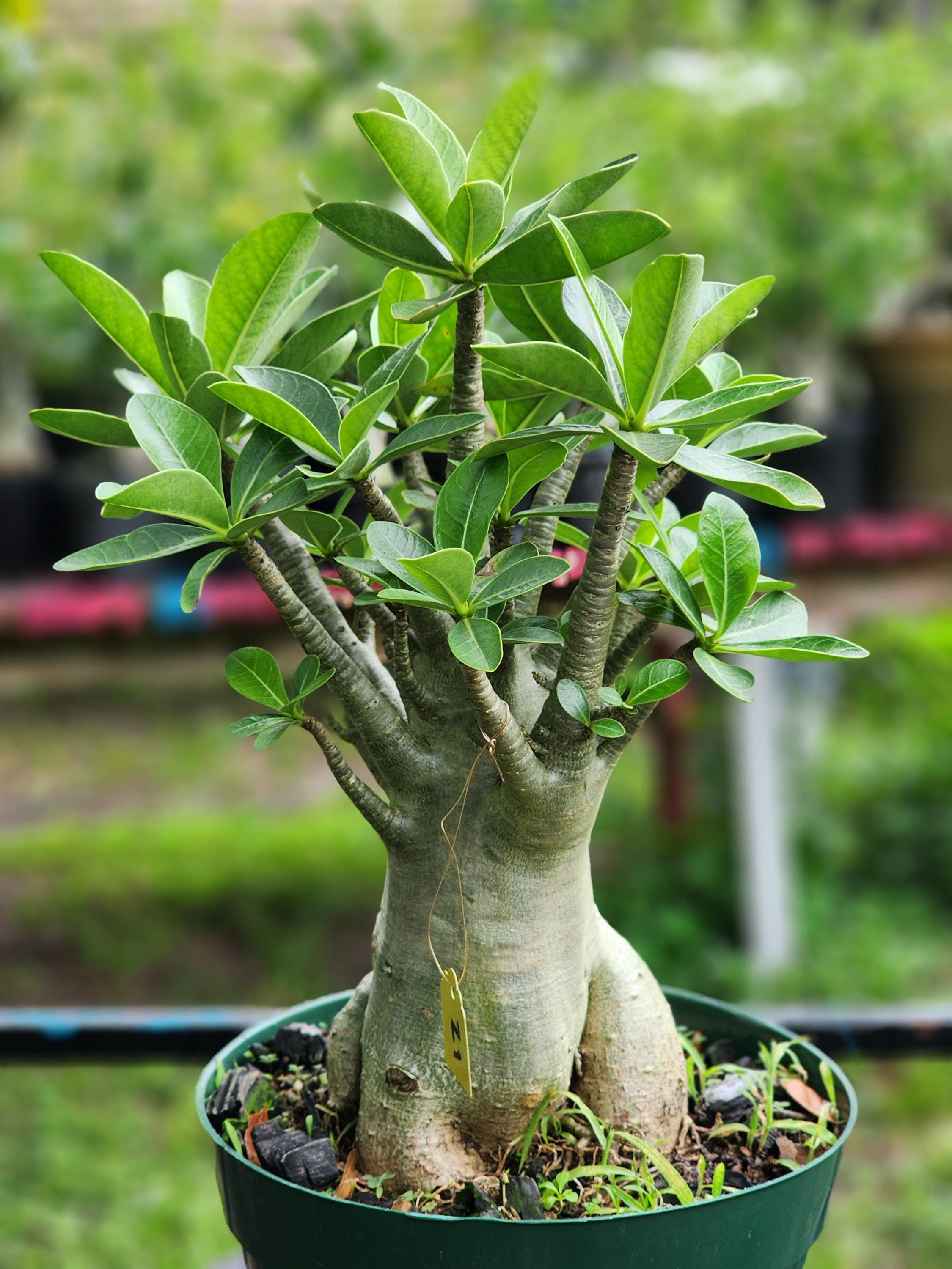 DESERT ROSE , (#Z1) Thai soco,, ! , succulent , must have !