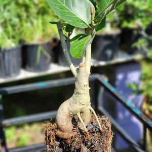 Ficus benghalensis の木、プレ盆栽、熱帯の木、観賞用ガジュマル、必需品です!
