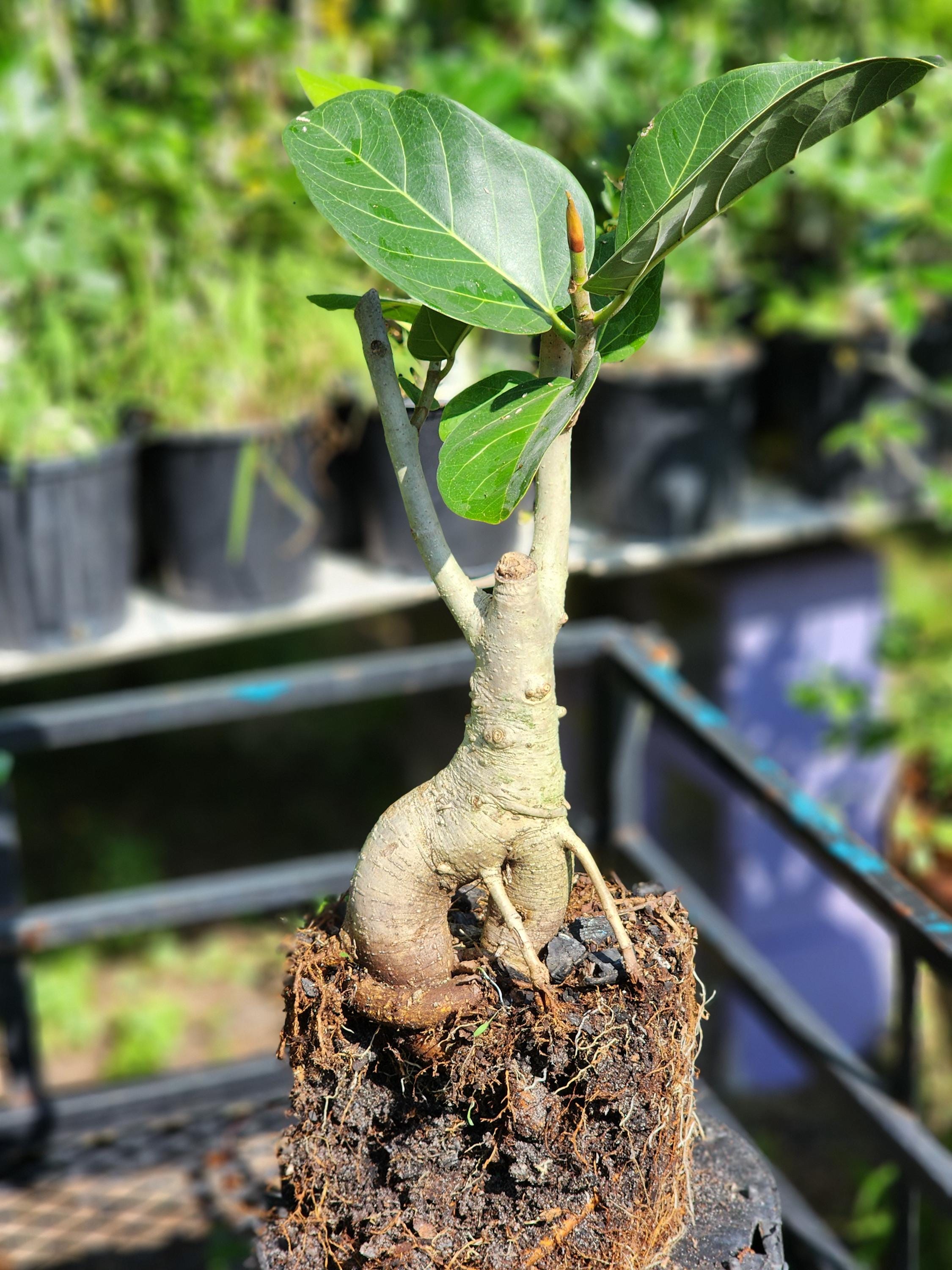 Ficus benghalensis Drzewo pre-Bonsai DRZEWO tropikalne Ozdobny banian, który musisz mieć!