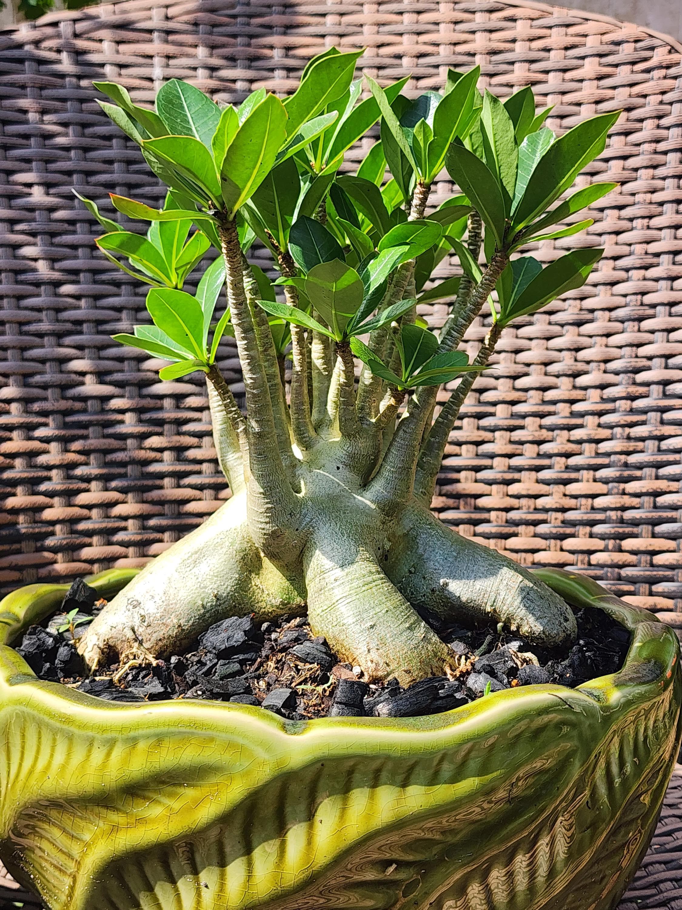 bambus vorteile nachteile Bambus Simba (Fargesia murieliae 'Simba') | 80-100 cm im Topf