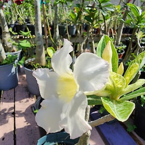 DESERT ROSE ,  (#M3)Variegated Grafted ,, ! , succulent , must have ! White Flower.