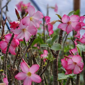 DESERT ROSE ,  Thai soco,, ! , succulent , must have !