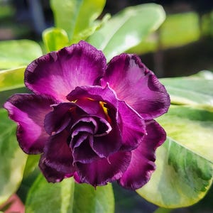 DESERT ROSE ,  Variegated Grafted ,, ! , succulent , must have ! Purple flower