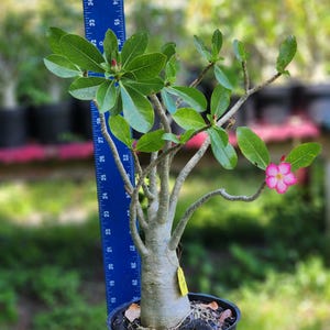 DESERT ROSE , (#TB)AdeniumThai soco, great form! , succulent , must have !