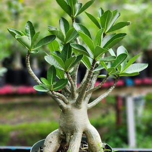 DESERT ROSE , (#56) Thai ARABICUM Large Bonsai , Succulent , Must Have ! -  Etsy