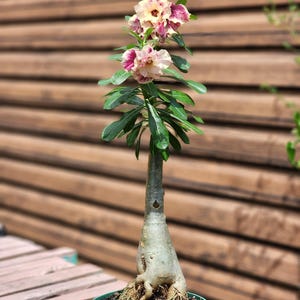 DESERT ROSE , (#AA)Obesum grafted,, great form! , beautiful flower,succulent , must have !