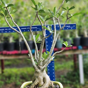 DESERT ROSE ,  Thai soco,, great form! , succulent , must have !