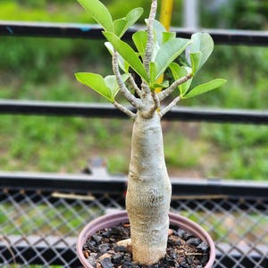 DESERT ROSE , (#F) Thai soco tower style , succulent , must have !