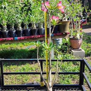 DESERT ROSE , (#Z5) Obesum,, great form! , succulent , must have !