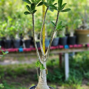 DESERT ROSE , (#52) Thai soco,, great form! , succulent , must have !