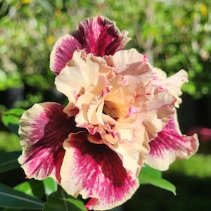 DESERT ROSE , Obesum grafted,, great form! , beautiful flower,succulent , must have !