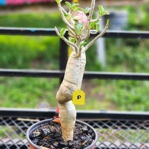 DESERT ROSE , (#G) Thai soco tower style , succulent , must have !