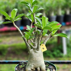 DESERT ROSE , (#Z) Thai soco,, ! , succulent , must have !