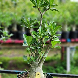 DESERT ROSE , (#r2) Thai soco,, ! , succulent , must have !