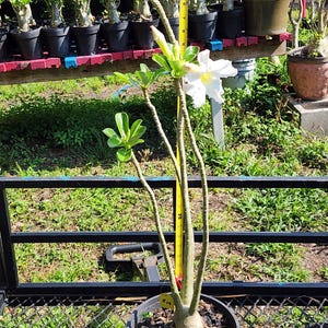 DESERT ROSE , (#Z18) Obesum,, great form! , succulent , must have !