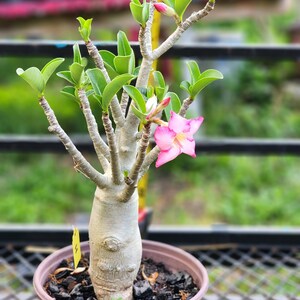 DESERT ROSE , (#H) Thai soco tower style , succulent , must have !