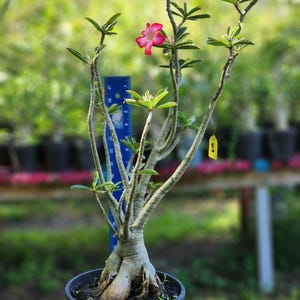 DESERT ROSE , (#KM) Obesum,, great form! , succulent , must have !
