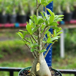 DESERT ROSE , (#M) Thai soco,, ! , succulent , must have !