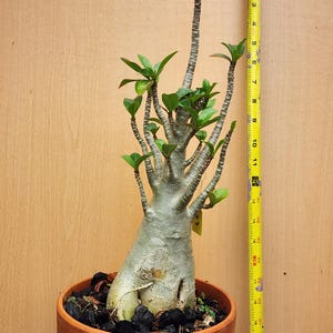DESERT ROSE , (#33) Thai soco,, great form! , succulent , must have !