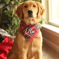 Personalized Plaid Dog Bandana, Christmas Dog Bandana, Plaid Dog Bandana, Personalized Bandana, Flannel Bandana, Dog Scarf, Custom Dog Tag