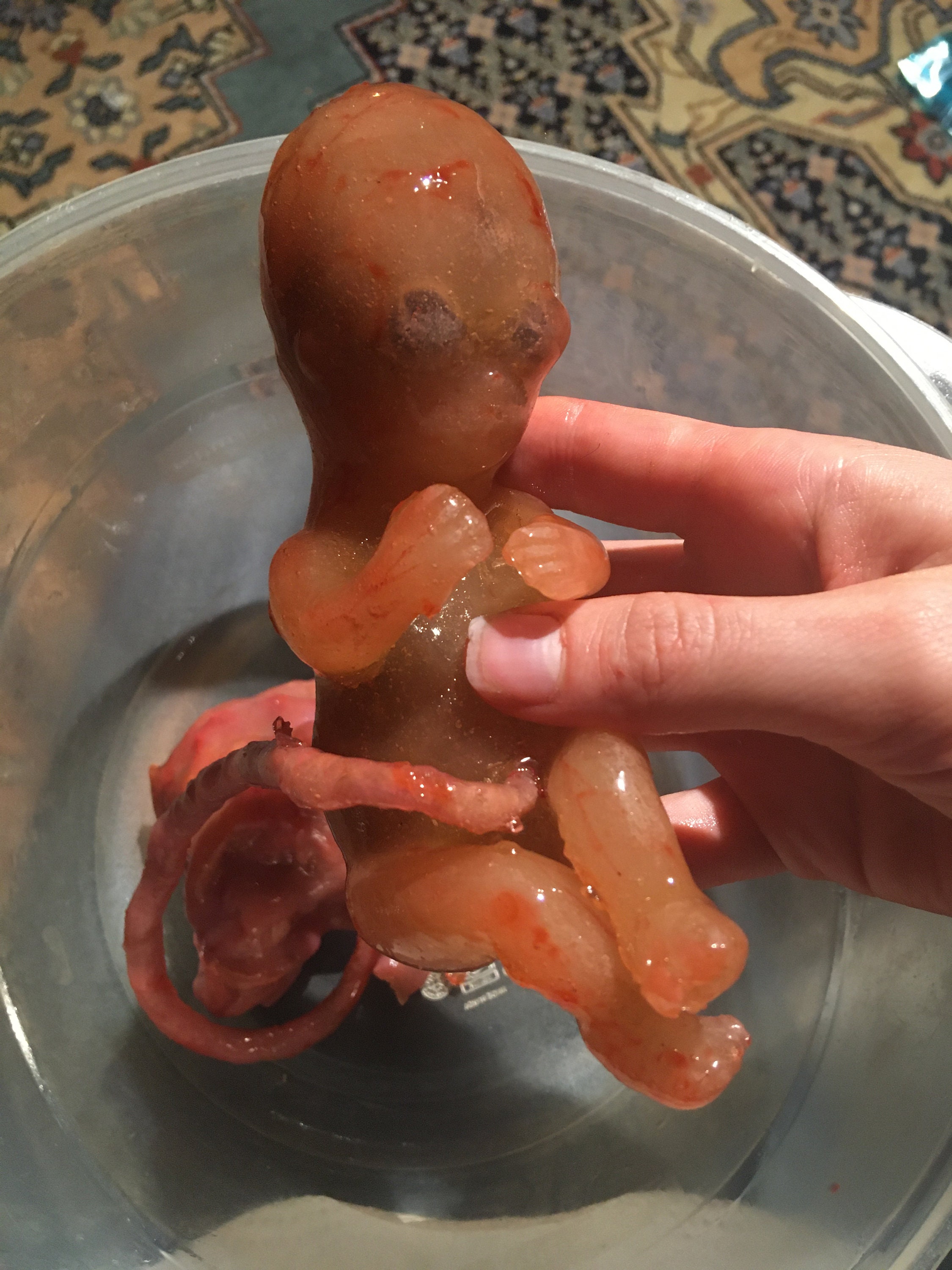 Realistic Fetus Prop 15 Weeks | Etsy