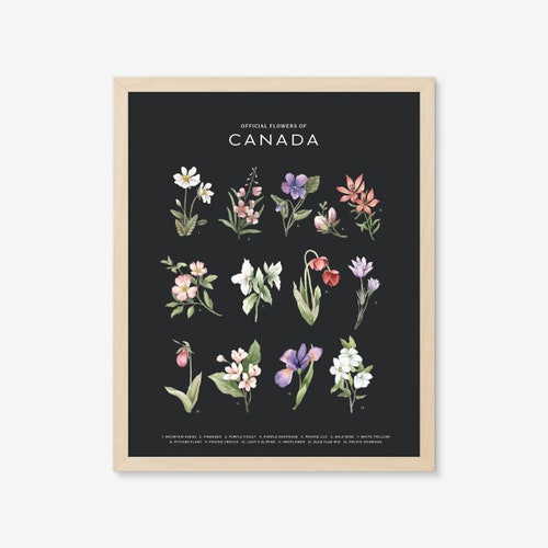 Alberta Wild Rose Art Print Canada Province City Art Etsy Canada