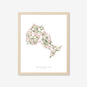 Ontario White Trillium: Kunstdruck, Kanada, Provinz, Stadt Kunst, Provinz Blume, Landesblume