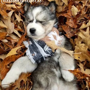 Wild West Dog Bandana Aztec Black, White & Brown Boho Woven Tribal Southwest Frayed Tie On Fall Winter Puppy Scarf Pet Gift immagine 8