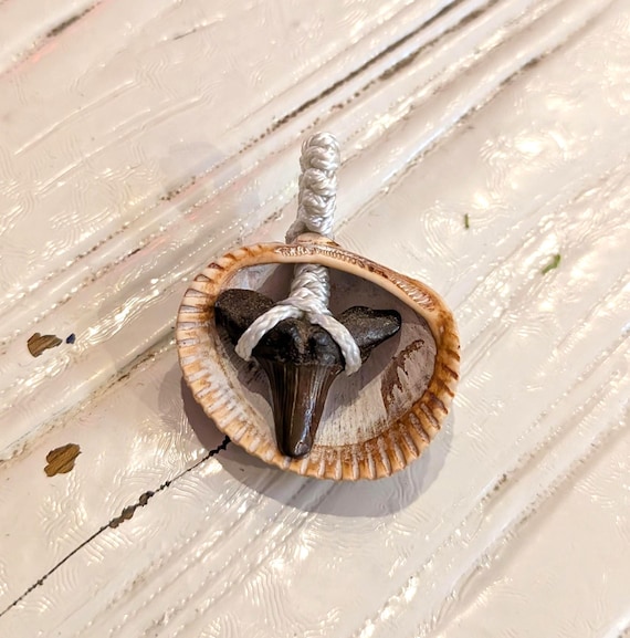 サメの歯型置物 貝殻製 サメの歯型置物 貝殻製