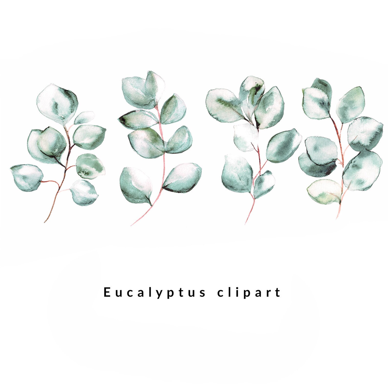 Eucalipto Deviantart