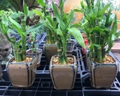 Lucky Bamboo Christmas gift Indoor plant