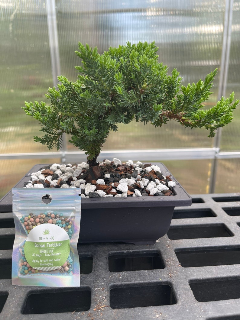 Juniper Bonsai Tree Bonsai Gift Etsy