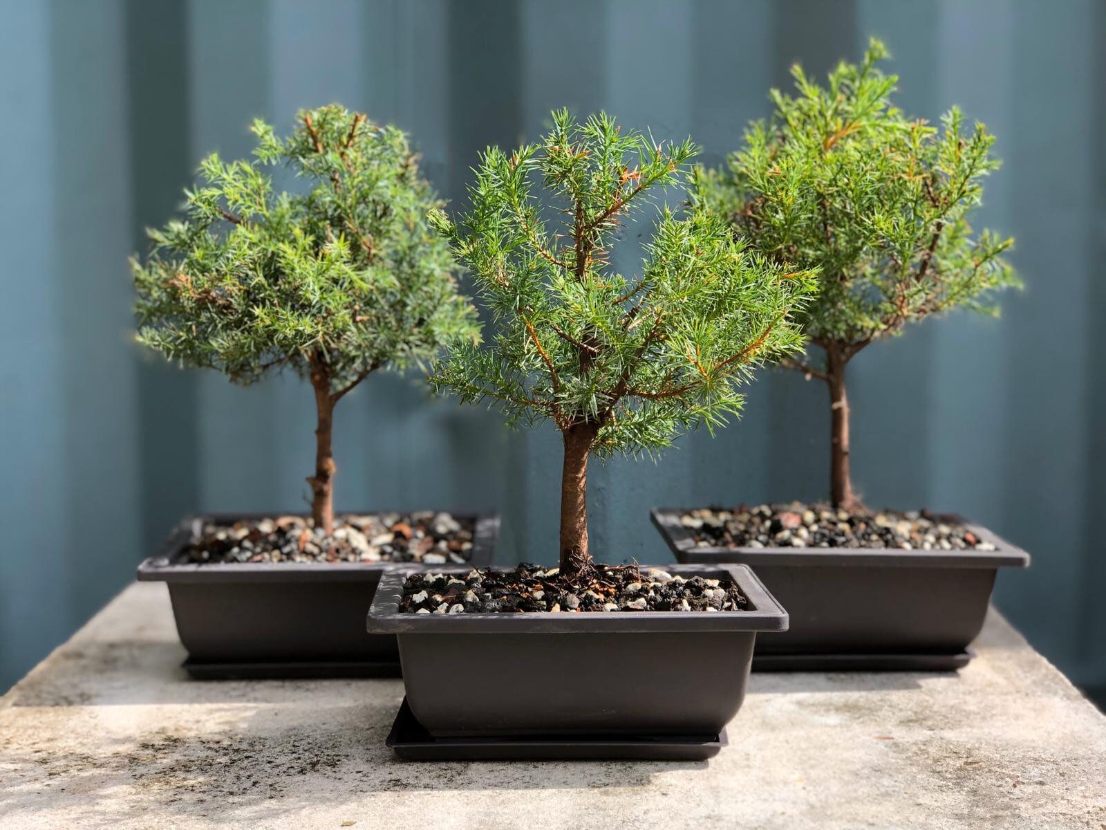 Red Cedar Bonsai Tree/ Bonsai gift Etsy