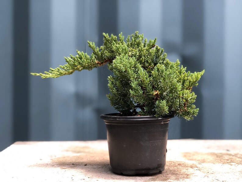 Juniper Pre Bonsai Tree Etsy