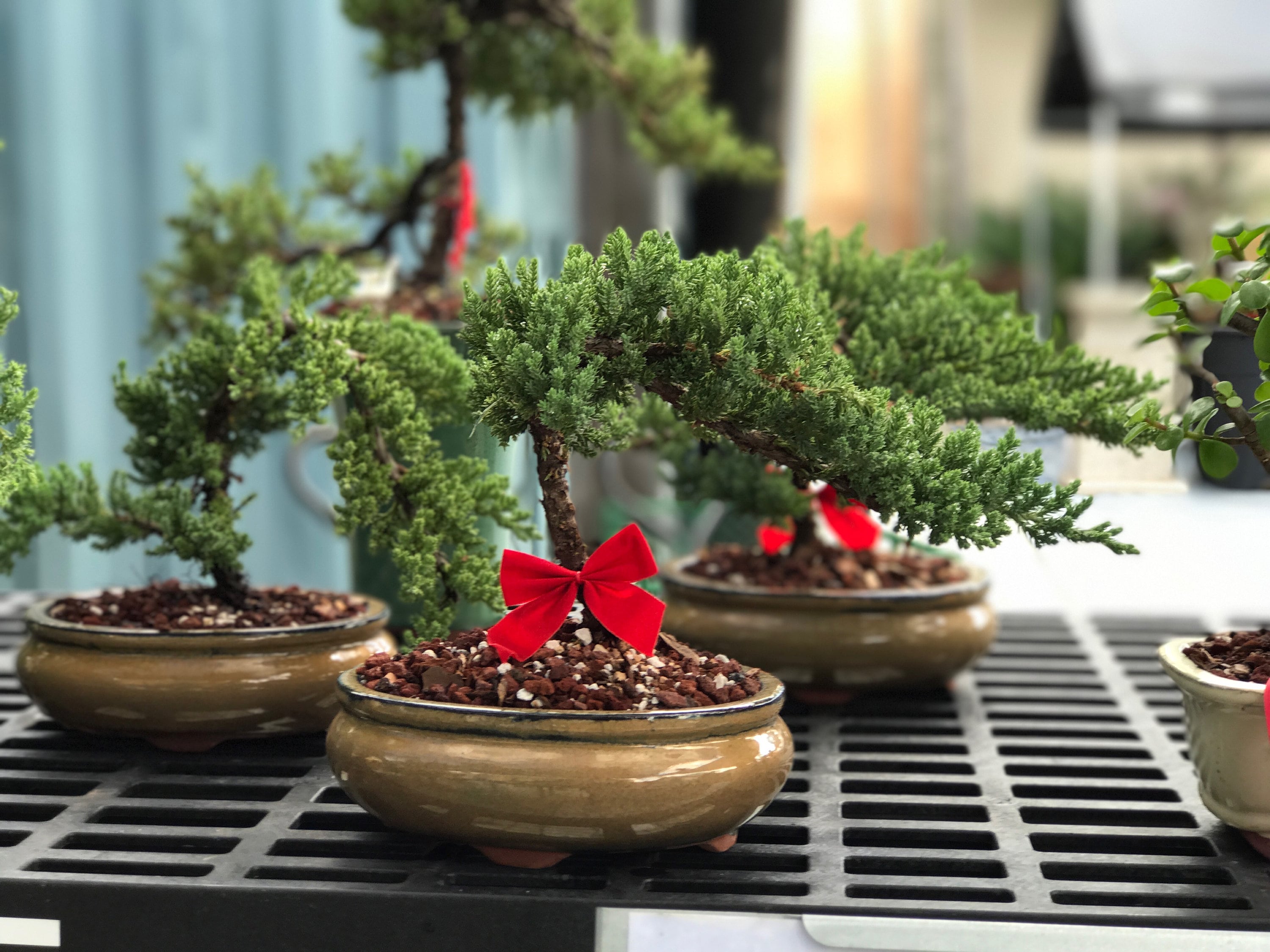 Juniper Bonsai Tree/ Bonsai gift/ Wedding favors Etsy