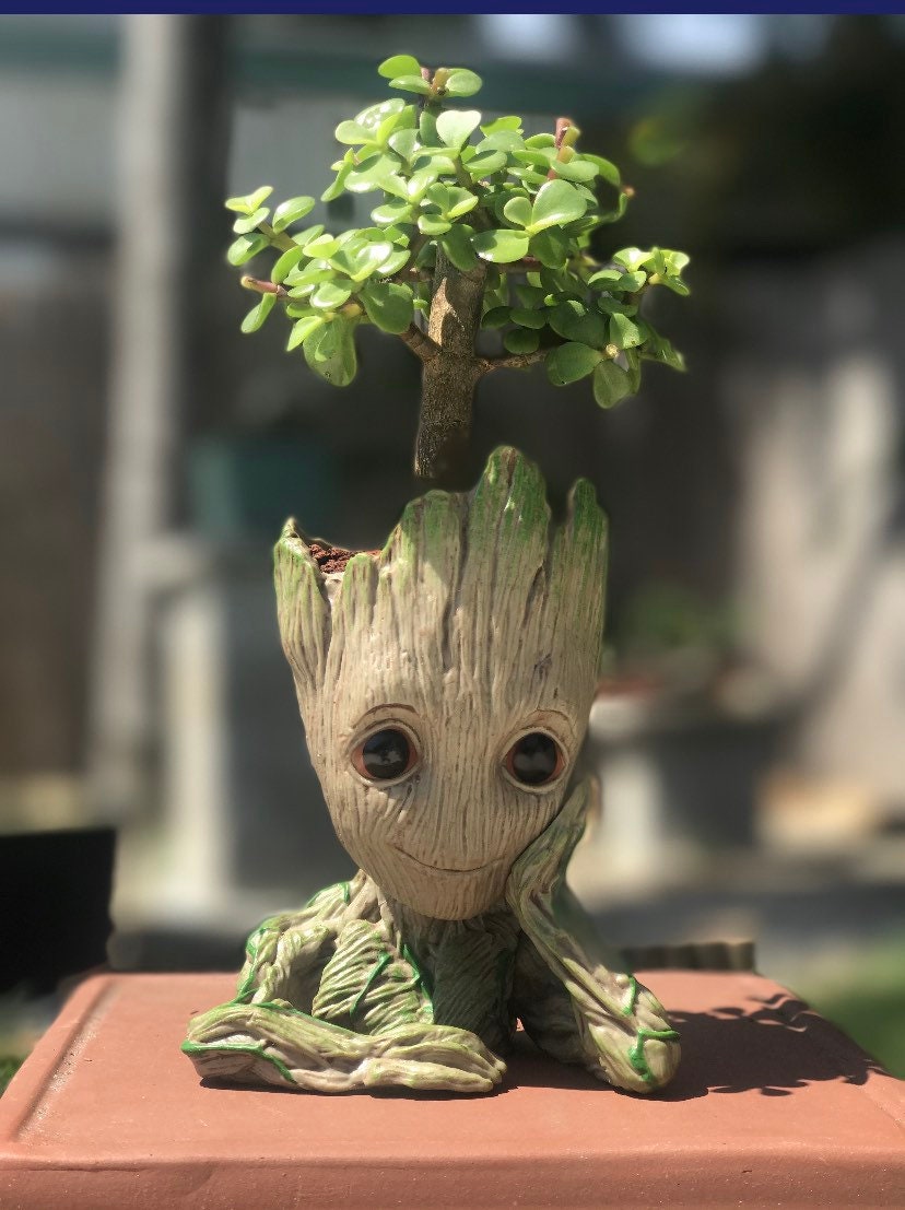 Jade Bonsai Tree Groot Bonsai Gift Indoor Bonsai Etsy Ireland