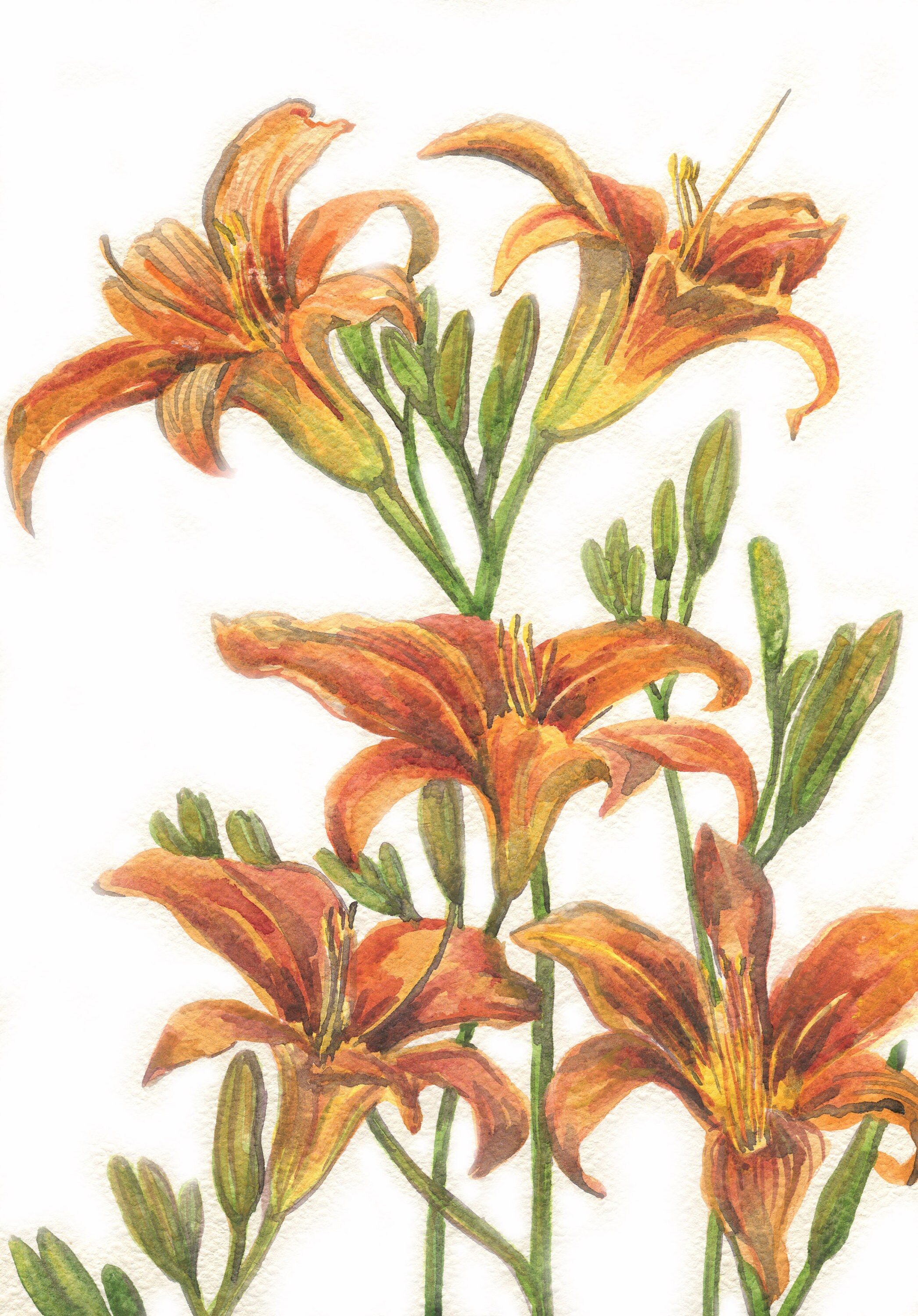 Set 3 ORIGINAL WATERCOLOR PAINTING Lilies Botanical Etsy