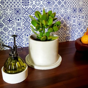 May include: A green succulent plant in a white ceramic pot with a white saucer. The pot is sitting on a wooden surface.