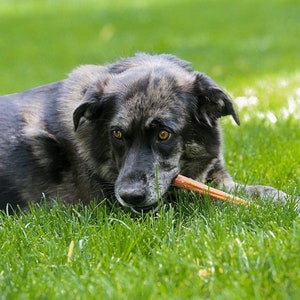 Top Dog Chews THICK 12&quot; Free Range Bully Sticks Pack of 12