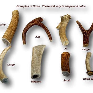 Antler Dog Chew From Top Dog Chews - Single Antler