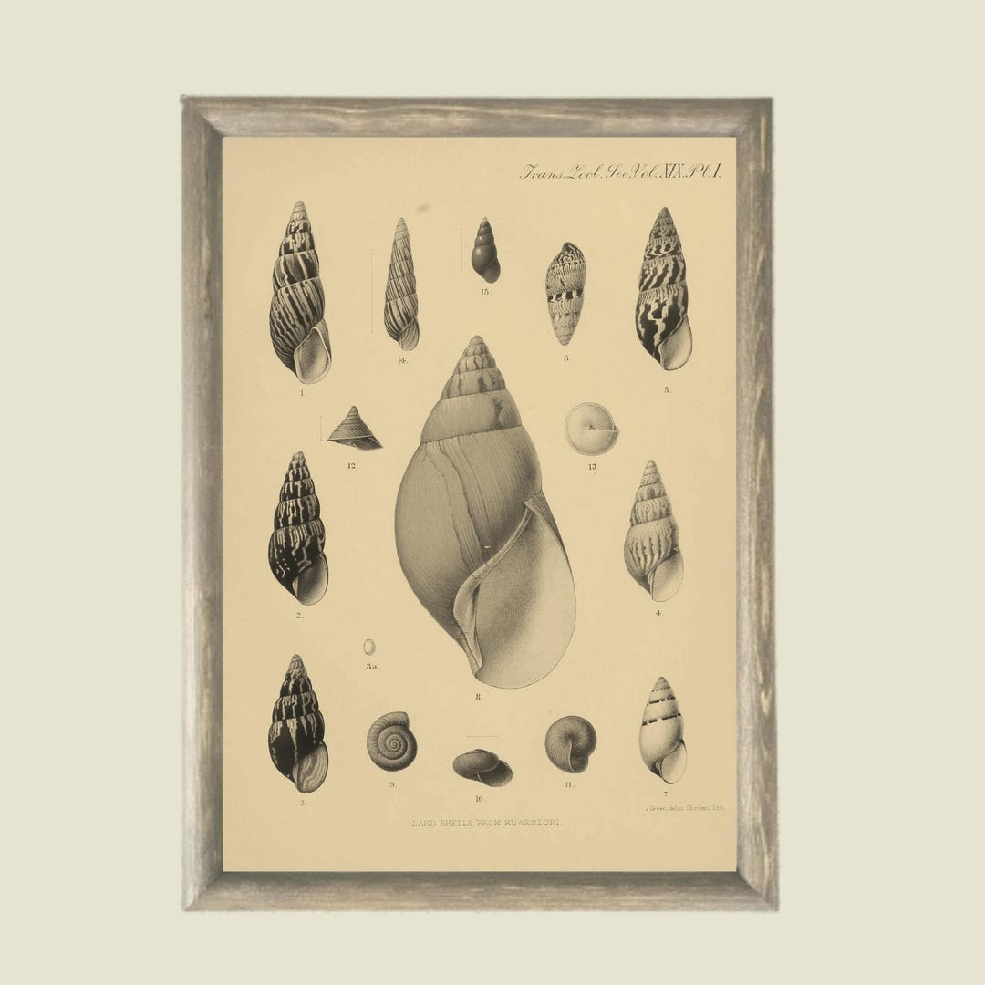 Botanicial Shell Framed Botanical Print: Bathroom Art, Vintage Herb & Shells ...