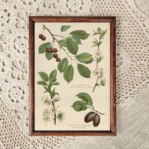 Gerahmtes Kräuterplakat, Vintage botanische Pflanzenkunst, alte biologische Illustration, antike Blumenwandkunst