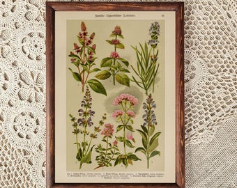 Framed Antique Herb Print: Vintage Botanical Wall Art in Dark Walnut Frame