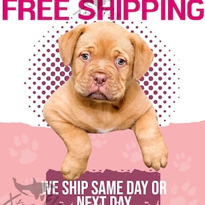 Puede incluir: Un cachorro marr&oacute;n claro con la cara arrugada y orejas ca&iacute;das aparece en una imagen promocional. El texto "NATIONWIDE FREE SHIPPING" se muestra encima del cachorro. Debajo, el texto dice "WE SHIP SAME DAY OR NEXT DAY".