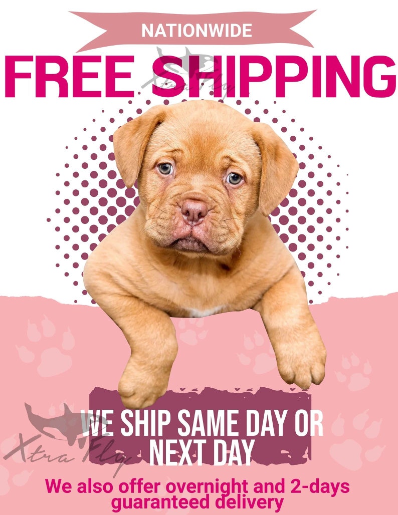 Puede incluir: Un cachorro marr&oacute;n claro con la cara arrugada y orejas ca&iacute;das aparece en una imagen promocional. El texto "NATIONWIDE FREE SHIPPING" se muestra encima del cachorro. Debajo, el texto dice "WE SHIP SAME DAY OR NEXT DAY".