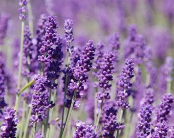 Calm Mind Herb Blend