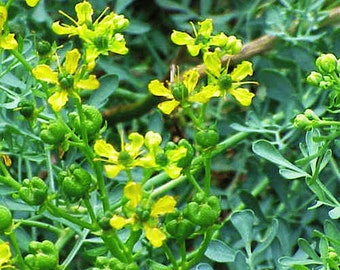 Mind Opening Herb Blend