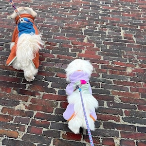 May include: Two small dogs with long white fur walking on a brick path. The dog on the left wears an orange and blue coat with a leash. The dog on the right wears a light purple and sage green coat with a pink accent and a patterned leash attached.