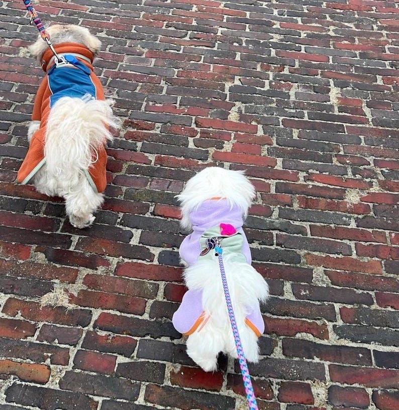 May include: Two small dogs with long white fur walking on a brick path. The dog on the left wears an orange and blue coat with a leash. The dog on the right wears a light purple and sage green coat with a pink accent and a patterned leash attached.